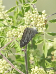 Serjania brachycarpa