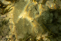 Pseudodiploria clivosa