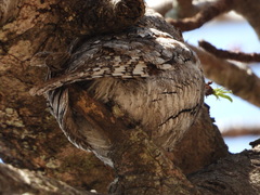 Otus senegalensis