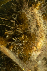 Myrionema amboinense