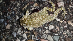 Bufotes viridis balearicus