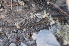 Aspidoscelis marmoratus