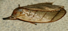 Stenoma convexicostata