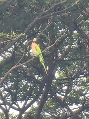 Psittacula alexandri