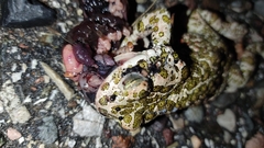 Bufotes viridis balearicus