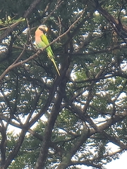 Psittacula alexandri