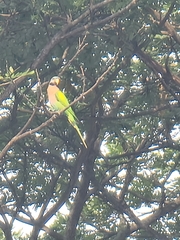 Psittacula alexandri