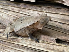Rhinella margaritifera