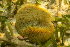 Pseudodiploria clivosa