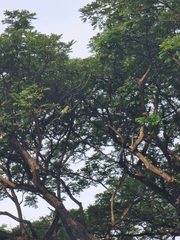 Psittacula alexandri