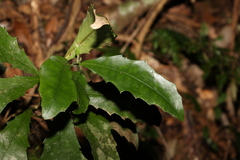 Polyosma cunninghamii