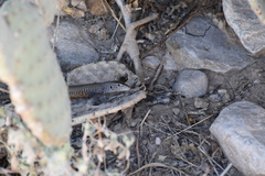 Aspidoscelis marmoratus