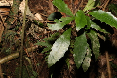 Polyosma cunninghamii