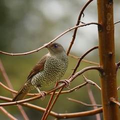 Ptilonorhynchus violaceus