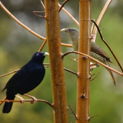 Ptilonorhynchus violaceus