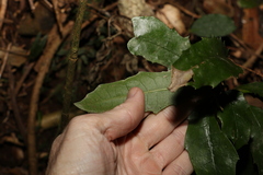 Polyosma cunninghamii