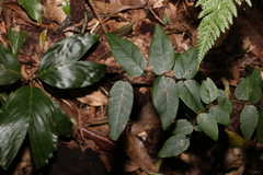 Derris involuta