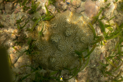 Pseudodiploria clivosa