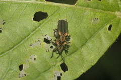 Heterispa vinula