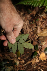 Derris involuta