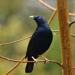 Ptilonorhynchus violaceus