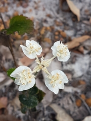 Xanthosia rotundifolia