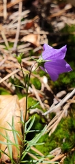 Campanula scheuchzeri