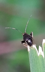 Halticini