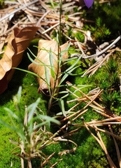 Campanula scheuchzeri