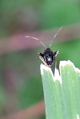 Halticini