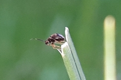 Halticini
