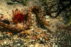 Myrichthys breviceps