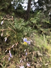 Dianella caerulea
