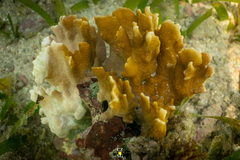 Millepora complanata