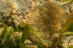 Stichodactyla helianthus