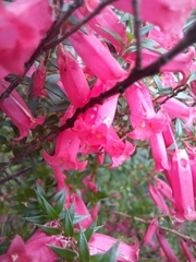 Epacris