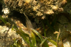 Myrichthys breviceps