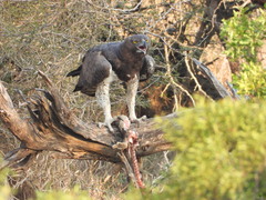 Polemaetus bellicosus