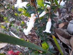 Epacris