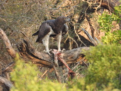 Polemaetus bellicosus