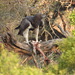 Martial Eagle - Photo (c) Pieter Kotze, some rights reserved (CC BY-NC), uploaded by Pieter Kotze