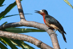 Puerto Rican Woodpecker photo 3