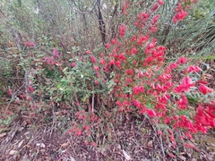 Epacris