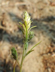 Corispermum americanum