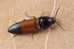 Ampedus balteatus