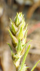 Corispermum americanum