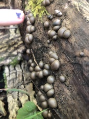 Lycogala flavofuscum