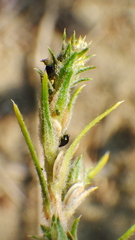 Corispermum americanum