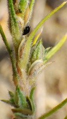 Corispermum americanum