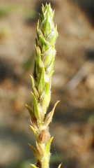 Corispermum americanum